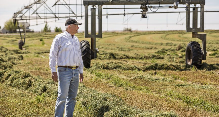 Caucasian male farmer looking over crop